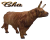 Cha`Zoo Ani Kyloe Cattle