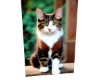 Cat 5