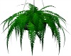 Hanging Plant / Fern
