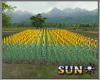 !SR! Sunflower  Field