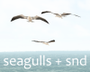 nu|Anim Seagulls + Sound