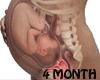 Ǝ/4 Month Fetus