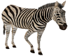 Zebra anim. no pose