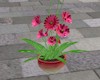 (LA) Plant - Pinkish