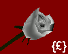 {£} Silver Rose