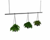Hanging plant trio