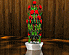 !Red Rose Reflect Plant