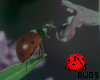 Ladybug Drop