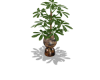 EXPRESSO VASE