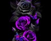 texas hold em rose 20P
