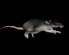 Ghetto Rat Running
