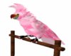 Pink Dance Parrot