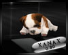 [XC]Venimeux Bulldog Pup