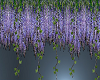 Wisteria and Ivy