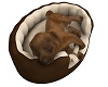 Cute Sleeping Puppy