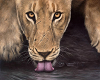 Lioness Art 7