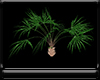 {*A} Desert Palm