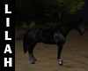 *L* Black Animated Horse