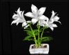 White Flower/Pot