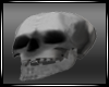 *RC* Skull