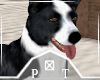 Collie Dog Animated