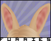 |Cream Ears v2