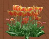 *OI* Orange Tulips