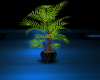 Blue Essence Plant