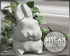 ~M~ | Dahlia Bunny Plant
