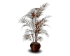Halloween Plants 2...