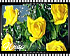 Yellow Roses