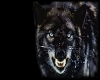 dark wolf club