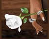 White Rose in Hand (F)