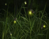 Fireflys Animated