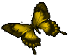 yellow butterfly R