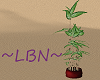 ~LBN~ Lucky Bamboo 2