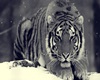 Siberian Tiger.. Mos  st