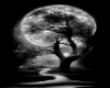 Nocturnal Full Moon Bg