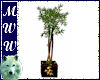 Miko's Bamboo Tree
