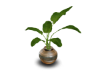 Pot Plant
