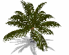 Palm Tree3
