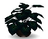 Studio Glow Plant