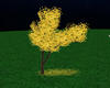 Yellow Leaf Drop Tree