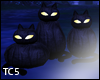 Black cat pumpkins