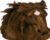 Ali-horse3