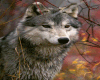 gray wolf flash