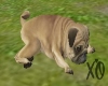 Lazy Pug Animated