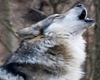 Howling Wolf Radio