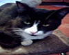 mi gato 