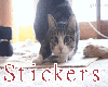 Chat Drole Stickers